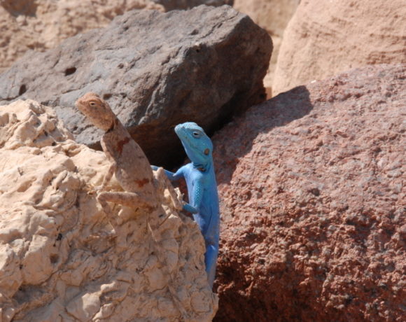 blauwe sinai agama