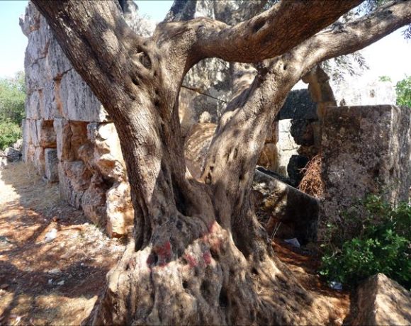 Eeuwenoude olijfboom in Bara